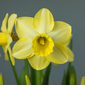 Wild Honey - Special Narcissus - Fluwel