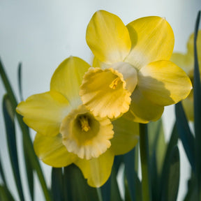 Wild Honey - Special Narcissus - Fluwel