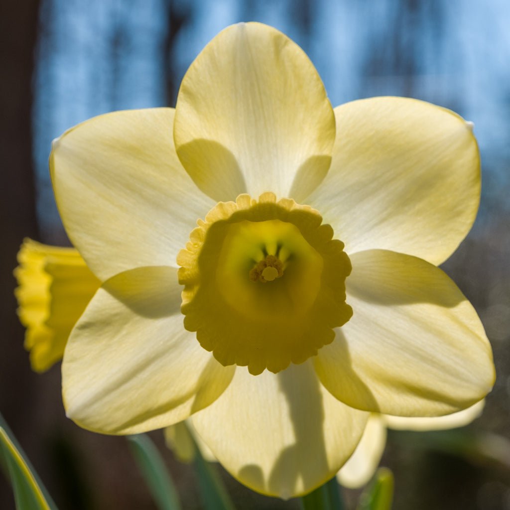 Wild Honey - Special Narcissus - Fluwel