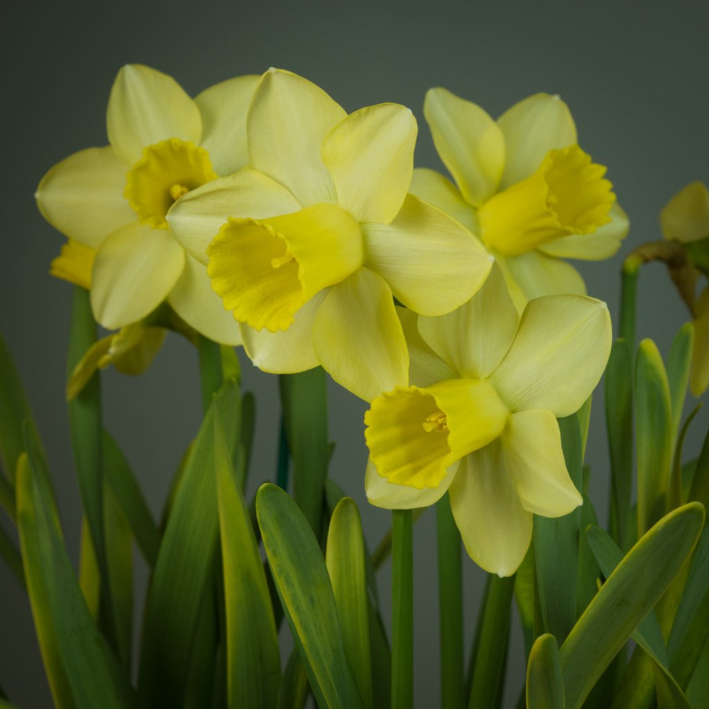 Wild Honey - Special Narcissus - Fluwel