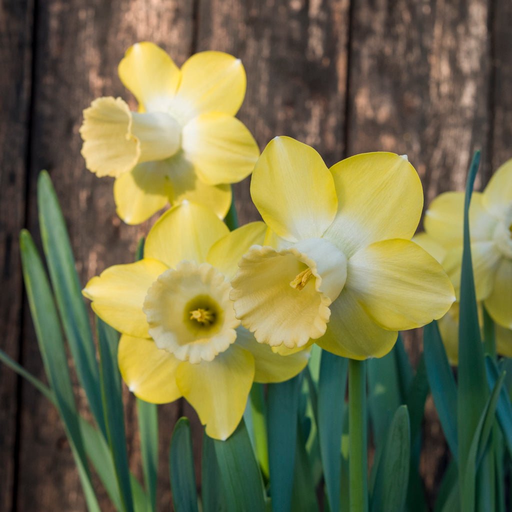 Wild Honey - Special Narcissus - Fluwel