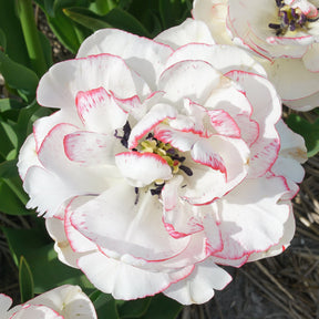 Wild Romance - Tulips - Fluwel