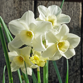 Wink O' Green - Special Narcissus - Fluwel