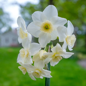 Wink O' Green - Special Narcissus - Fluwel