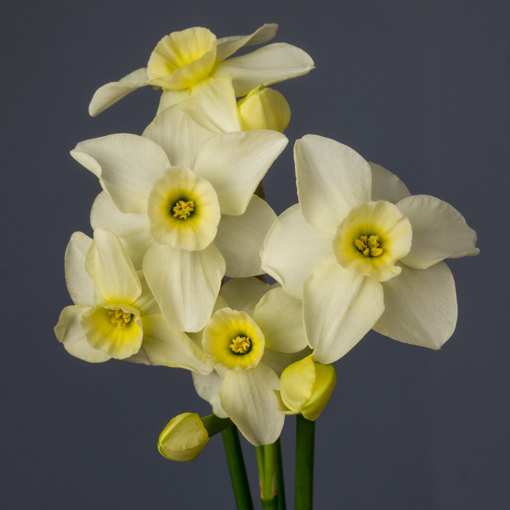 Wink O' Green - Special Narcissus - Fluwel