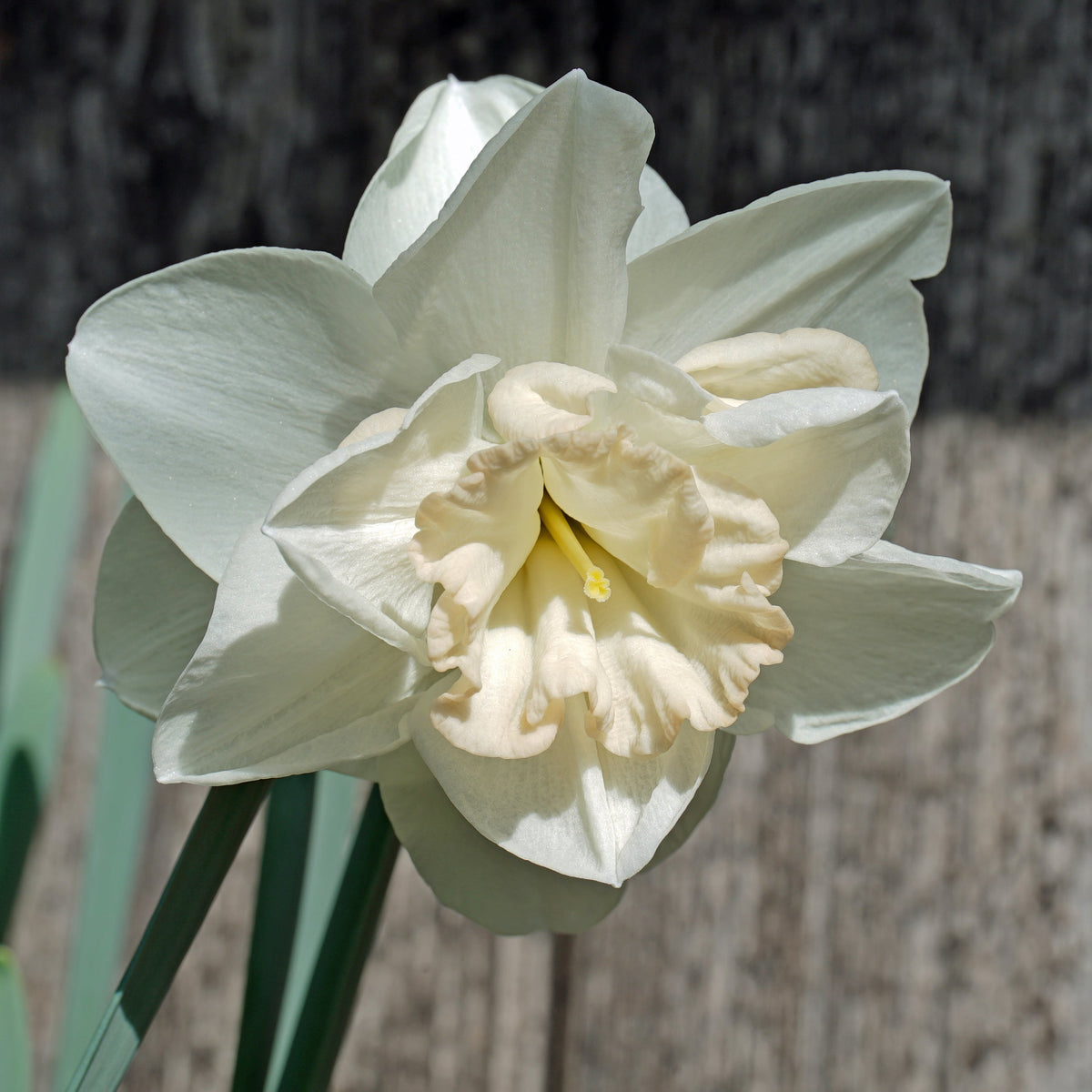 Woo Woo - Double narcis - Fluwel