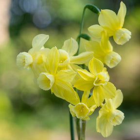 Woodstar - Special Narcissus - Fluwel