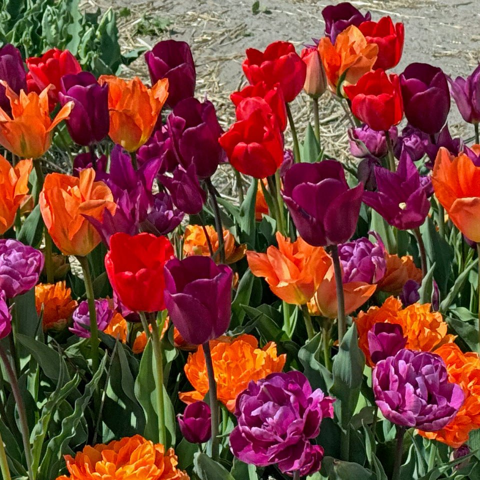 Wunderbar™ - Mixes - Fluwel