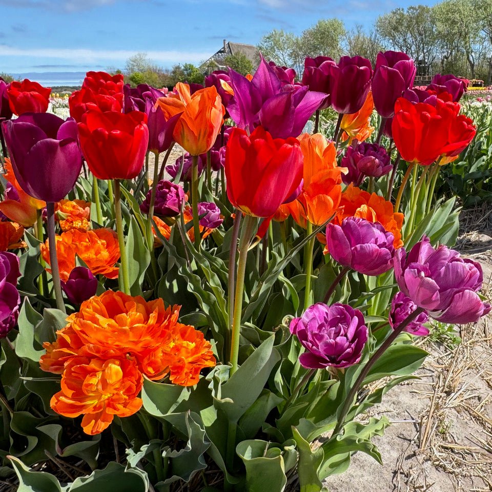 Wunderbar™ - Mixes - Fluwel