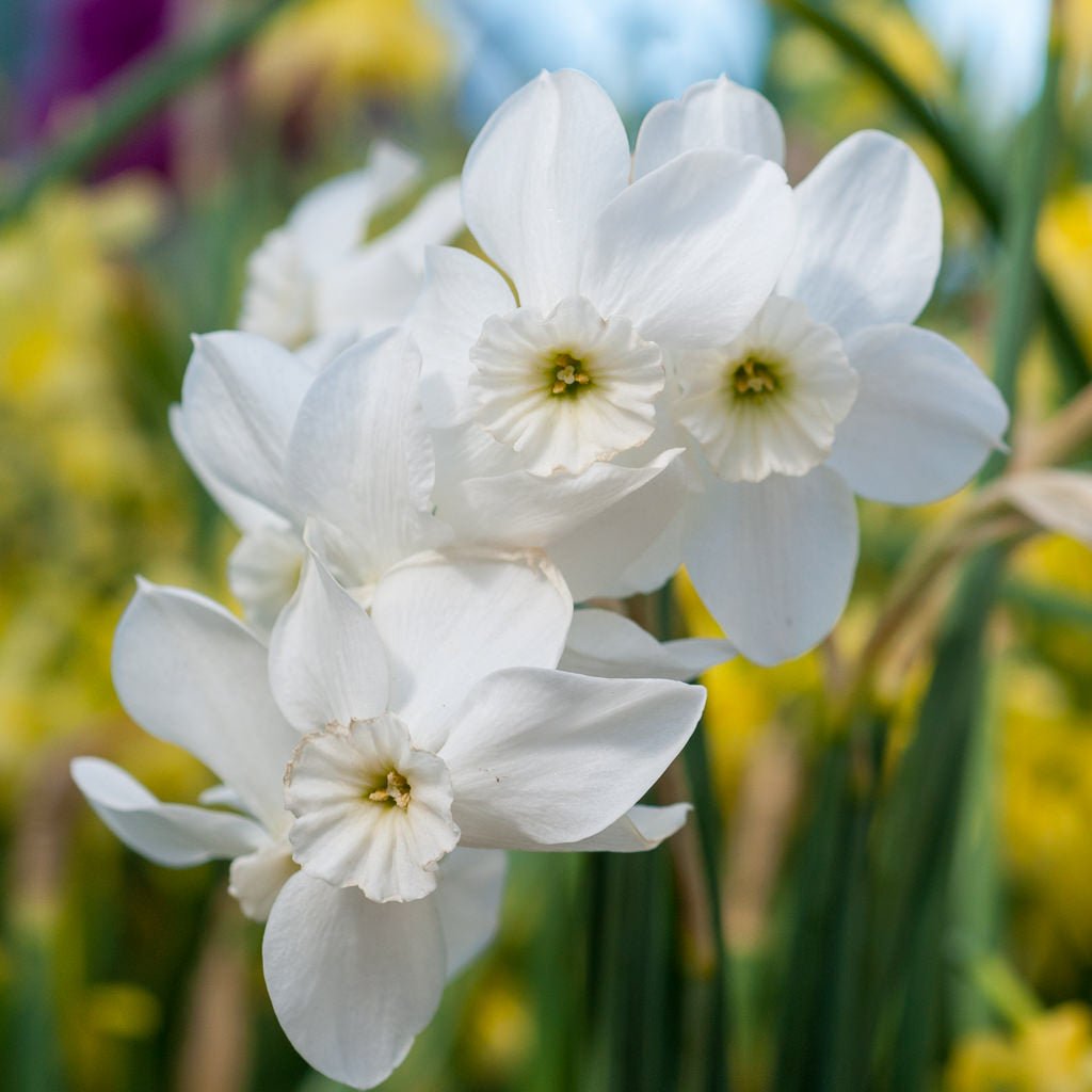 Xit - witte Small-cupped narcis - Fluwel