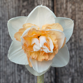 You're Beautiful - Special Narcissus - Fluwel