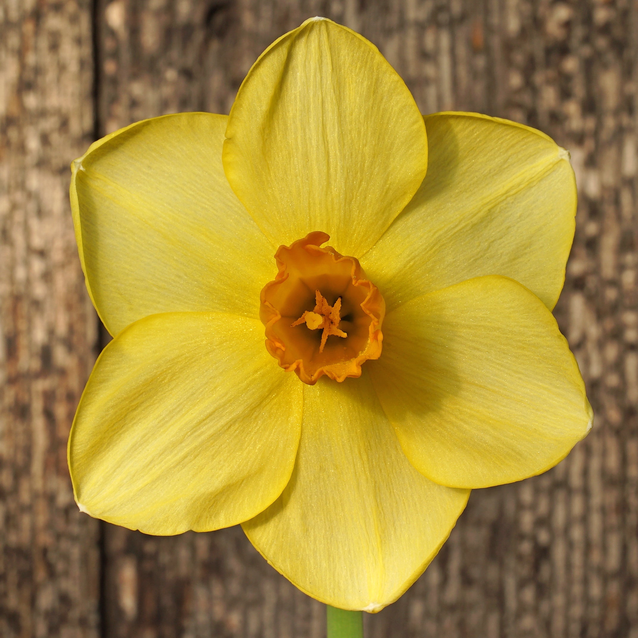 Zachary's Zest - Special Narcissus - Fluwel