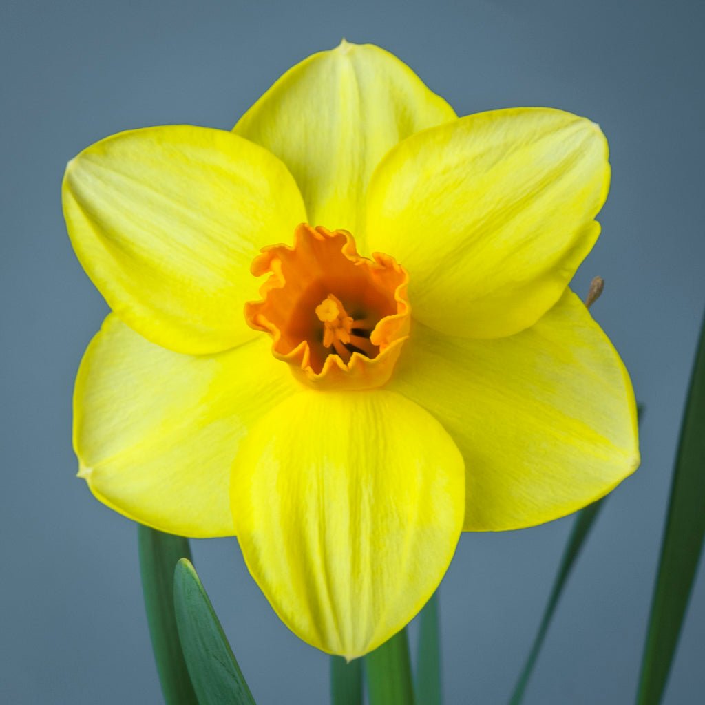 Zachary's Zest - geel-oranje Trumpet narcis - Fluwel