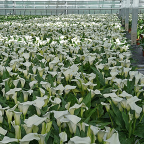 Zantedeschia Captain Fresco - Zantedeschias - Fluwel