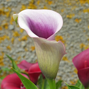 Zantedeschia Miro - Zantedeschias - Fluwel