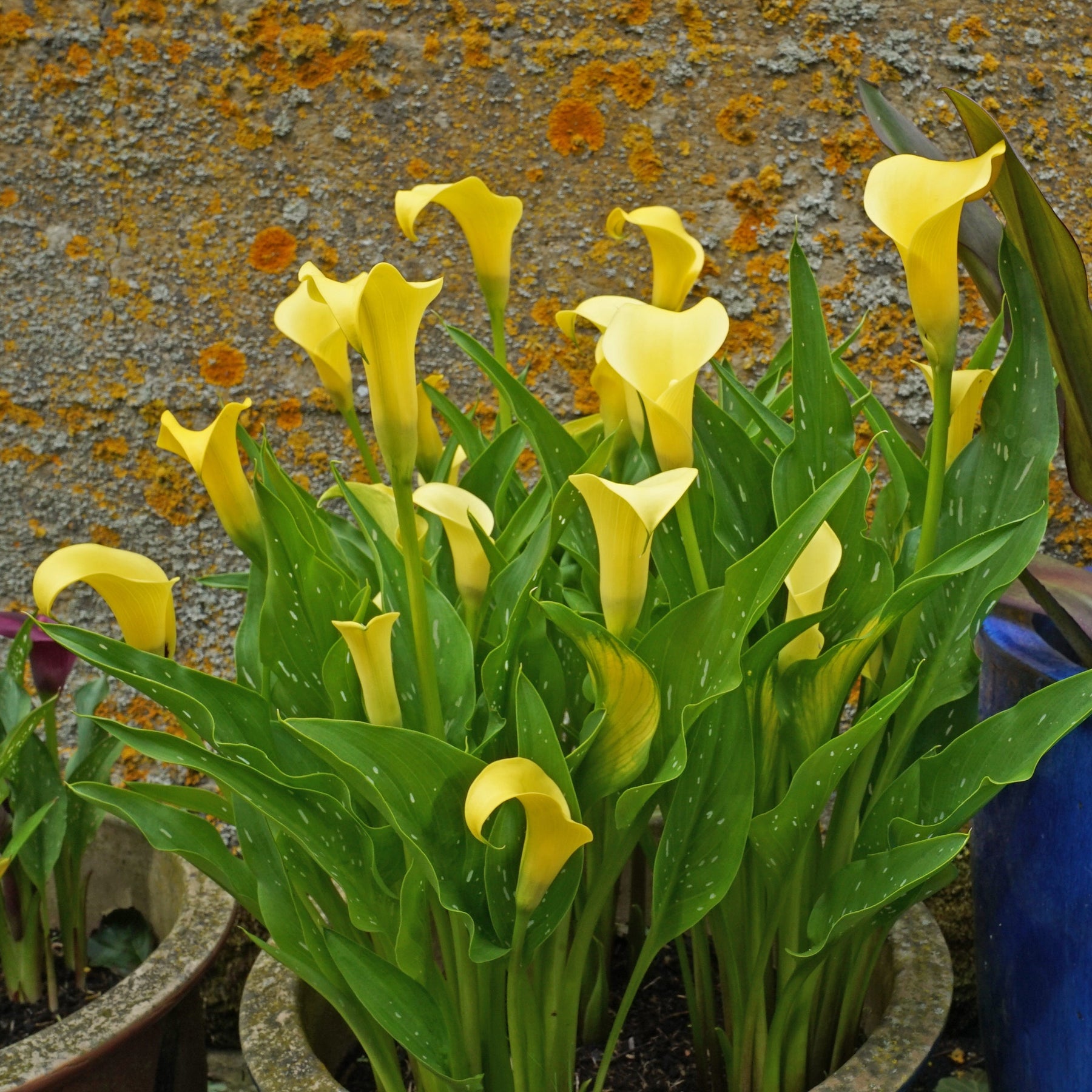 Calla lily 'Sunclub' Knollen kaufen
