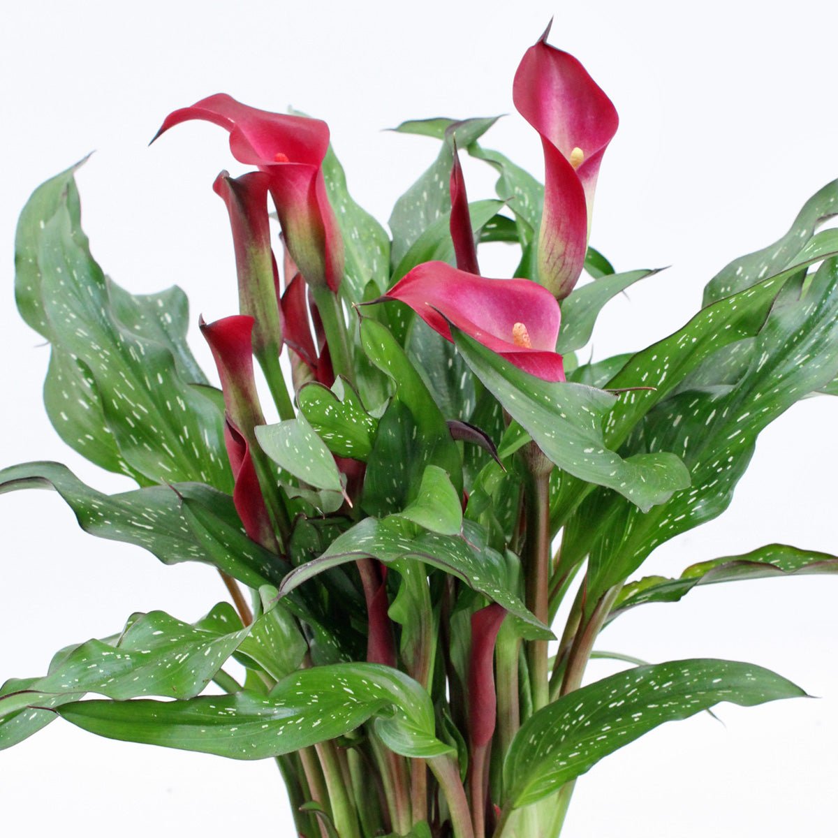 Zantedeschia Texas - Zantedeschias - Fluwel