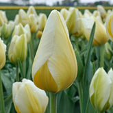 Lemon Chiffon