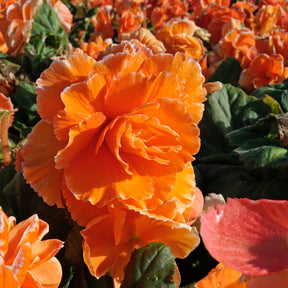 Begonie Lace Picotee Apricot
