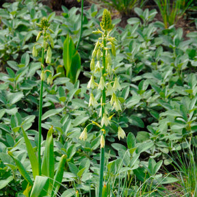Galtonia viridiflora