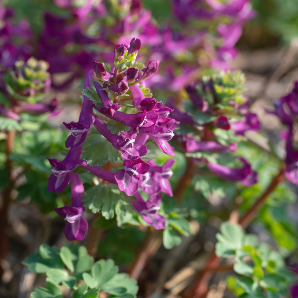 Corydalis solida Purple Bird