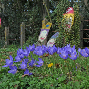 Crocus speciosus