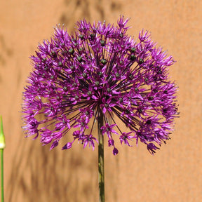 Allium Purple Sensation