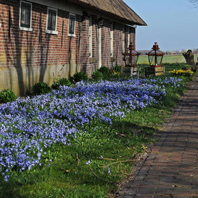 Chionodoxa forbesi (Schneestolz)