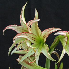Amaryllis Emerald