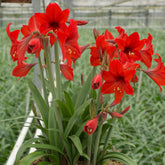 Amaryllis Garden Red
