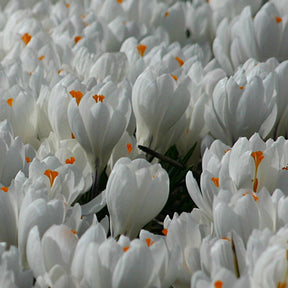 Crocus vernus Jeanne d'Arc