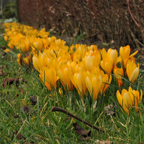 Crocus flavus Golden Yellow