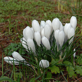 Crocus vernus Jeanne d'Arc