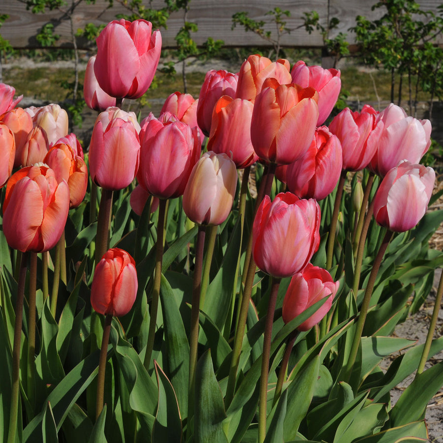 Gentle Giants Pro 100 Stück blumenzwiebeln kaufen