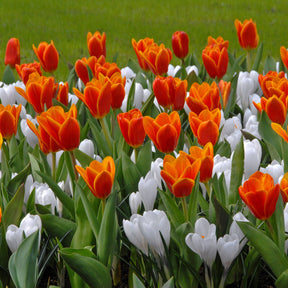 Crocus vernus Jeanne d'Arc