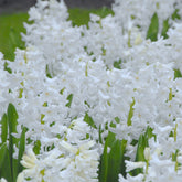 Hyacinthus Aiolos