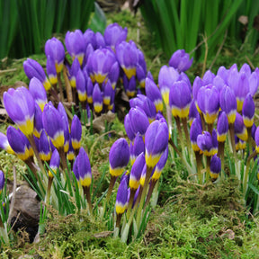 Crocus sieberi sublimis Tricolor