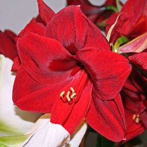 Amaryllis Carmen