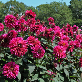 Dahlie Purple Haze
