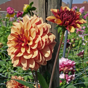 Dahlie Creme de Cognac
