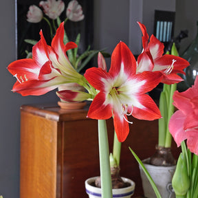 Amaryllis Tres Chic