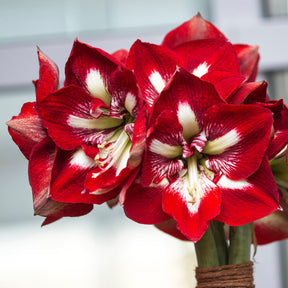 Amaryllis Barbados