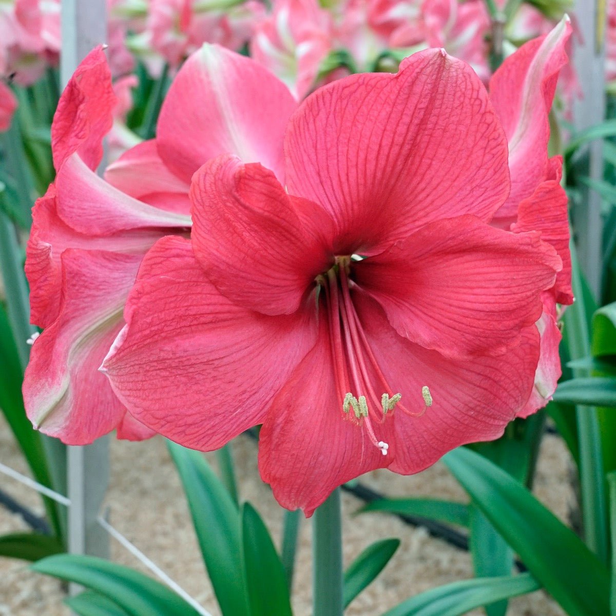 Amaryllis Pink Surprise - roze amaryllis - Fluwel