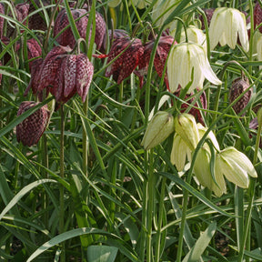 Fritillaria meleagris