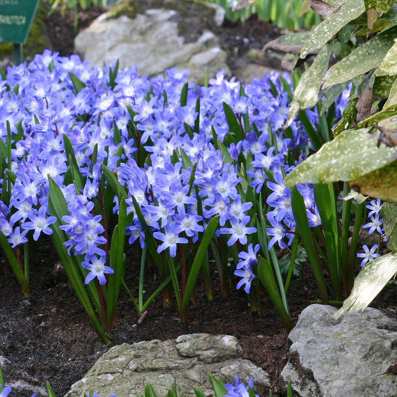 Chionodoxa (Schneestolz)
