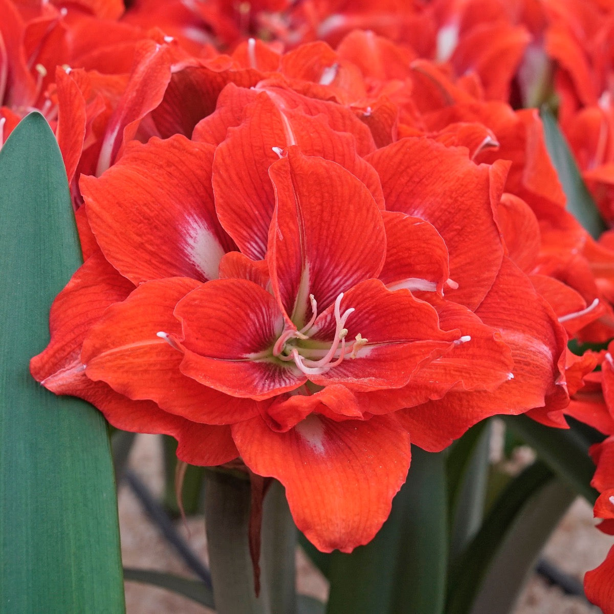 Amaryllis Happy Nymph - oranje amaryllis - Fluwel