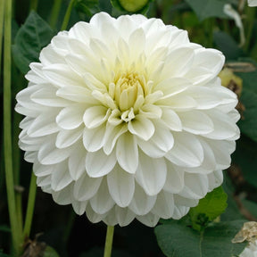 Dahlie Snow Cap