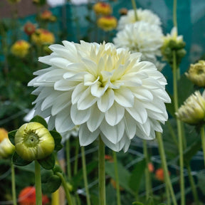 Dahlie Snow Cap