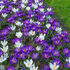 Crocus vernus Flower Record