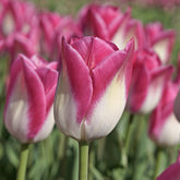 Tulipa Memphis